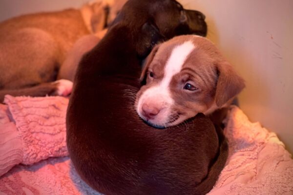 cuccioli abbandonati in strada che si tengono caldo l’uno con l’altro. 2 cuccioli abbandonati in strada che si tengono caldo l’uno con l’altro. 2